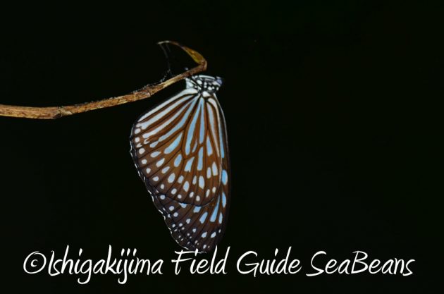 11%e6%9c%882%e6%97%a5%e7%9f%b3%e5%9e%a3%e5%b3%b6%e3%83%8a%e3%82%a4%e3%83%88%e3%83%84%e3%82%a2%e3%83%bc16