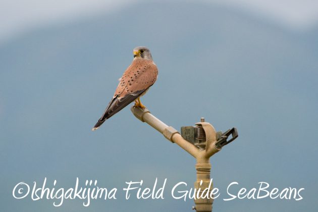 11%e6%9c%8822%e6%97%a5%e7%9f%b3%e5%9e%a3%e5%b3%b6%e3%83%90%e3%83%bc%e3%83%89%e3%82%a6%e3%82%aa%e3%83%83%e3%83%81%e3%83%b3%e3%82%b0%ef%bc%86%e9%87%8e%e9%b3%a5%e6%92%ae%e5%bd%b125