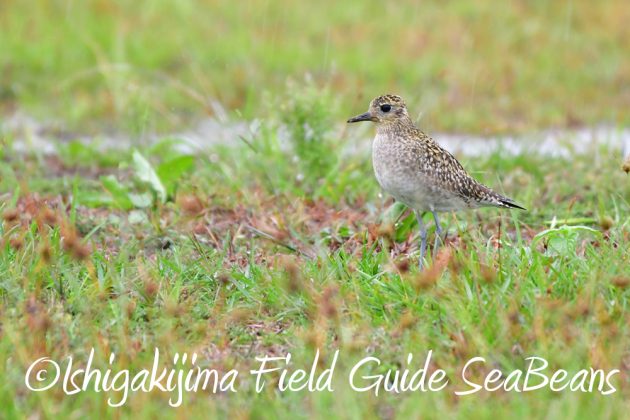 11%e6%9c%8820%e6%97%a5%e7%9f%b3%e5%9e%a3%e5%b3%b6%e3%83%90%e3%83%bc%e3%83%89%e3%82%a6%e3%82%aa%e3%83%83%e3%83%81%e3%83%b3%e3%82%b0%ef%bc%86%e9%87%8e%e9%b3%a5%e6%92%ae%e5%bd%b1%e3%82%ac%e3%82%a4