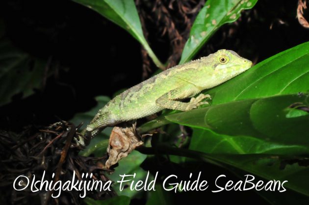 11%e6%9c%883%e6%97%a5%e7%9f%b3%e5%9e%a3%e5%b3%b6%e3%83%8a%e3%82%a4%e3%83%88%e3%83%84%e3%82%a2%e3%83%bc4