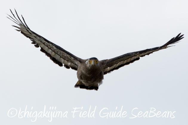 11%e6%9c%8811%e6%97%a5%e7%9f%b3%e5%9e%a3%e5%b3%b6%e3%82%ab%e3%83%b3%e3%83%a0%e3%83%aa%e3%83%af%e3%82%b7%e6%92%ae%e5%bd%b1%e3%80%81%e3%83%90%e3%83%bc%e3%83%89%e3%82%a6%e3%82%aa%e3%83%83%e3%83%81