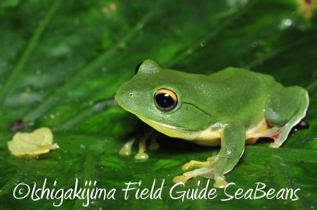 11%e6%9c%8818%e6%97%a5%e7%9f%b3%e5%9e%a3%e5%b3%b6%e3%83%8a%e3%82%a4%e3%83%88%e3%83%84%e3%82%a2%e3%83%bc6