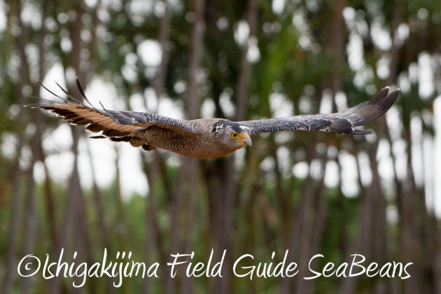 11%e6%9c%8811%e6%97%a5%e7%9f%b3%e5%9e%a3%e5%b3%b6%e3%82%ab%e3%83%b3%e3%83%a0%e3%83%aa%e3%83%af%e3%82%b7%e6%92%ae%e5%bd%b1%e3%80%81%e3%83%90%e3%83%bc%e3%83%89%e3%82%a6%e3%82%aa%e3%83%83%e3%83%81