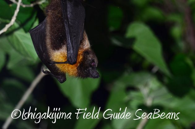 11%e6%9c%881%e6%97%a5%e7%9f%b3%e5%9e%a3%e5%b3%b6%e3%83%8a%e3%82%a4%e3%83%88%e3%83%84%e3%82%a2%e3%83%bc2