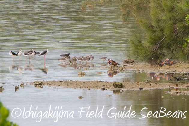 11%e6%9c%8821%e6%97%a5%e7%9f%b3%e5%9e%a3%e5%b3%b6%e3%83%90%e3%83%bc%e3%83%89%e3%82%a6%e3%82%aa%e3%83%83%e3%83%81%e3%83%b3%e3%82%b0%ef%bc%86%e9%87%8e%e9%b3%a5%e6%92%ae%e5%bd%b1%e3%82%ac%e3%82%a4