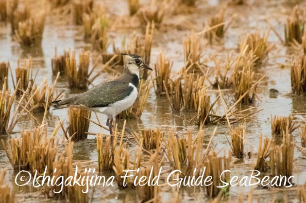 11%e6%9c%8820%e6%97%a5%e7%9f%b3%e5%9e%a3%e5%b3%b6%e3%83%90%e3%83%bc%e3%83%89%e3%82%a6%e3%82%aa%e3%83%83%e3%83%81%e3%83%b3%e3%82%b0%ef%bc%86%e9%87%8e%e9%b3%a5%e6%92%ae%e5%bd%b1%e3%82%ac%e3%82%a4