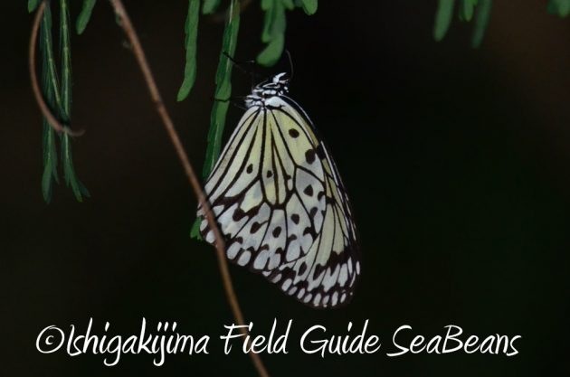 11%e6%9c%887%e6%97%a5%e7%9f%b3%e5%9e%a3%e5%b3%b6%e3%83%8a%e3%82%a4%e3%83%88%e3%83%84%e3%82%a2%e3%83%bc16