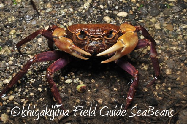 11%e6%9c%8820%e6%97%a5%e7%9f%b3%e5%9e%a3%e5%b3%b6%e3%83%8a%e3%82%a4%e3%83%88%e3%83%84%e3%82%a2%e3%83%bc2