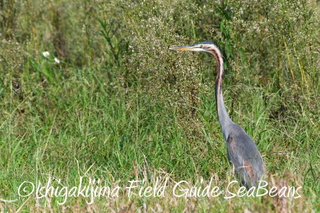 11%e6%9c%8812%e6%97%a5%e7%9f%b3%e5%9e%a3%e5%b3%b6%e3%83%90%e3%83%bc%e3%83%89%e3%82%a6%e3%82%aa%e3%83%83%e3%83%81%e3%83%b3%e3%82%b0%ef%bc%86%e9%87%8e%e9%b3%a5%e6%92%ae%e5%bd%b16