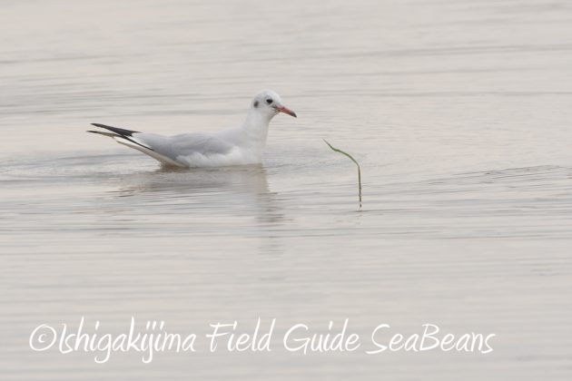 11%e6%9c%8820%e6%97%a5%e7%9f%b3%e5%9e%a3%e5%b3%b6%e3%83%90%e3%83%bc%e3%83%89%e3%82%a6%e3%82%aa%e3%83%83%e3%83%81%e3%83%b3%e3%82%b0%ef%bc%86%e9%87%8e%e9%b3%a5%e6%92%ae%e5%bd%b1%e3%82%ac%e3%82%a4