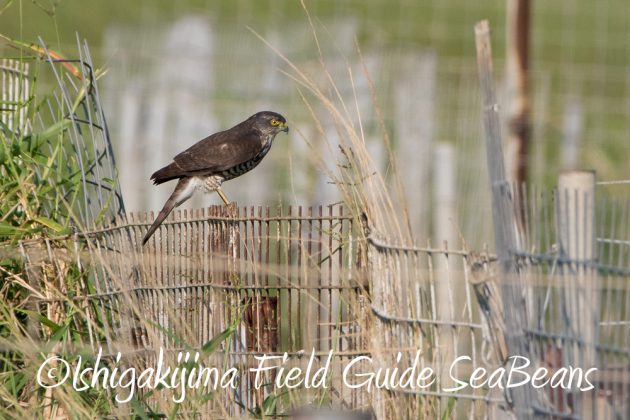 11%e6%9c%8816%e6%97%a5%e7%9f%b3%e5%9e%a3%e5%b3%b6%e3%83%90%e3%83%bc%e3%83%89%e3%82%a6%e3%82%aa%e3%83%83%e3%83%81%e3%83%b3%e3%82%b0%ef%bc%86%e9%87%8e%e9%b3%a5%e8%a6%b3%e5%af%9f%e3%82%ac%e3%82%a4