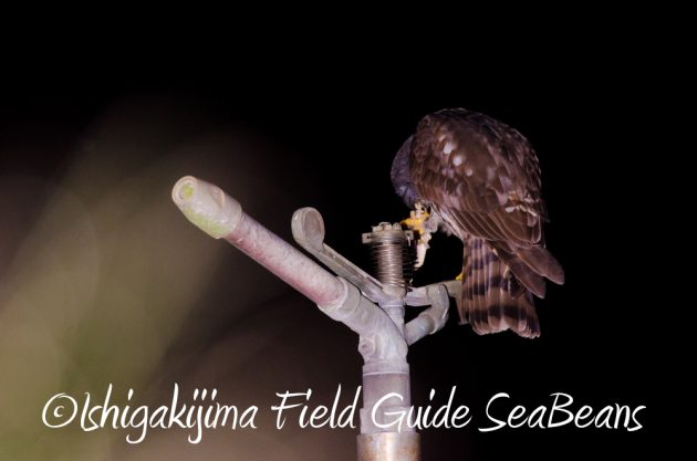 11%e6%9c%886%e6%97%a5%e7%9f%b3%e5%9e%a3%e5%b3%b6%e3%83%8a%e3%82%a4%e3%83%88%e3%83%84%e3%82%a2%e3%83%bc4