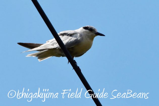 11%e6%9c%8816%e6%97%a5%e7%9f%b3%e5%9e%a3%e5%b3%b6%e3%83%90%e3%83%bc%e3%83%89%e3%82%a6%e3%82%aa%e3%83%83%e3%83%81%e3%83%b3%e3%82%b0%ef%bc%86%e9%87%8e%e9%b3%a5%e8%a6%b3%e5%af%9f%e3%82%ac%e3%82%a4