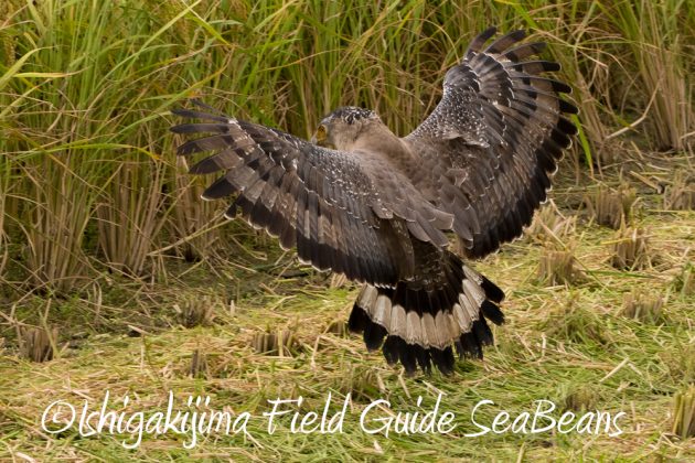 11%e6%9c%8817%e6%97%a5%e7%9f%b3%e5%9e%a3%e5%b3%b6%e3%83%90%e3%83%bc%e3%83%89%e3%82%a6%e3%82%aa%e3%83%83%e3%83%81%e3%83%b3%e3%82%b0%ef%bc%86%e9%87%8e%e9%b3%a5%e8%a6%b3%e5%af%9f%e3%83%84%e3%82%a2