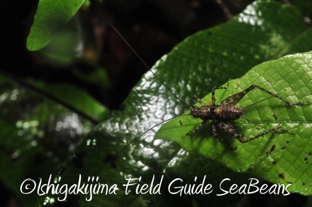 11%e6%9c%8820%e6%97%a5%e7%9f%b3%e5%9e%a3%e5%b3%b6%e3%83%8a%e3%82%a4%e3%83%88%e3%83%84%e3%82%a2%e3%83%bc9