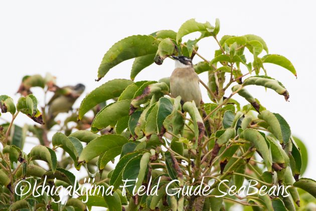 11%e6%9c%8820%e6%97%a5%e7%9f%b3%e5%9e%a3%e5%b3%b6%e3%83%90%e3%83%bc%e3%83%89%e3%82%a6%e3%82%aa%e3%83%83%e3%83%81%e3%83%b3%e3%82%b0%ef%bc%86%e9%87%8e%e9%b3%a5%e6%92%ae%e5%bd%b1%e3%82%ac%e3%82%a4