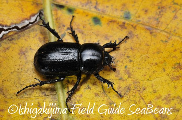 11%e6%9c%886%e6%97%a5%e7%9f%b3%e5%9e%a3%e5%b3%b6%e3%83%8a%e3%82%a4%e3%83%88%e3%83%84%e3%82%a2%e3%83%bc11