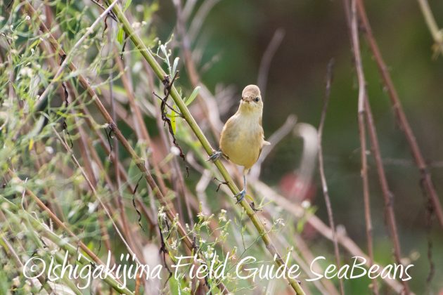 11%e6%9c%885%e6%97%a5%e7%9f%b3%e5%9e%a3%e5%b3%b6%e3%81%ae%e9%87%8e%e9%b3%a5%e3%82%aa%e3%82%aa%e3%83%a8%e3%82%b7%e3%82%ad%e3%83%aa2