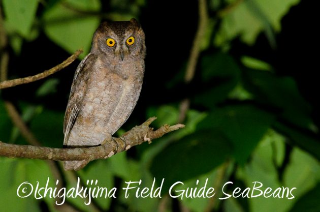 11%e6%9c%8815%e6%97%a5%e7%9f%b3%e5%9e%a3%e5%b3%b6%e3%83%8a%e3%82%a4%e3%83%88%e3%83%84%e3%82%a2%e3%83%bc3