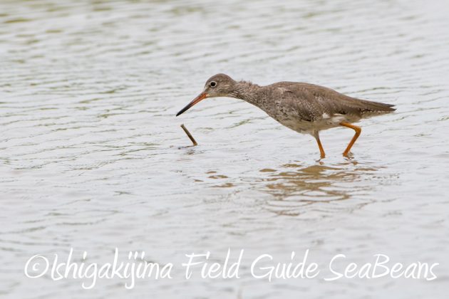 11%e6%9c%8826%e6%97%a5%e7%9f%b3%e5%9e%a3%e5%b3%b6%e3%83%90%e3%83%bc%e3%83%89%e3%82%a6%e3%82%aa%e3%83%83%e3%83%81%e3%83%b3%e3%82%b0%ef%bc%86%e9%87%8e%e9%b3%a5%e6%92%ae%e5%bd%b1%e3%82%ac%e3%82%a4