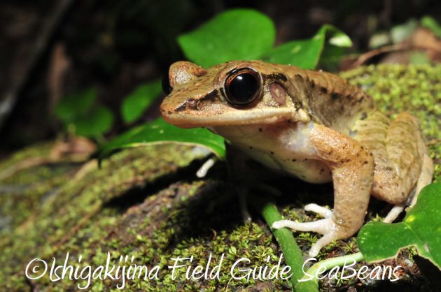 11%e6%9c%8814%e6%97%a5%e7%9f%b3%e5%9e%a3%e5%b3%b6%e3%83%8a%e3%82%a4%e3%83%88%e3%83%84%e3%82%a2%e3%83%bc5