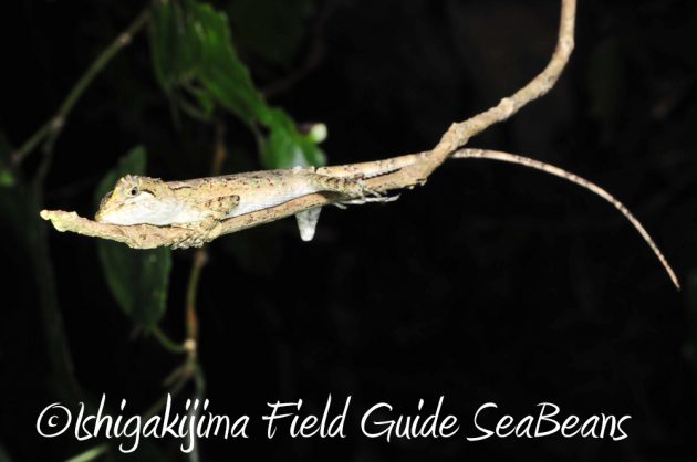 11%e6%9c%8816%e6%97%a5%e7%9f%b3%e5%9e%a3%e5%b3%b6%e3%83%8a%e3%82%a4%e3%83%88%e3%83%84%e3%82%a2%e3%83%bc16