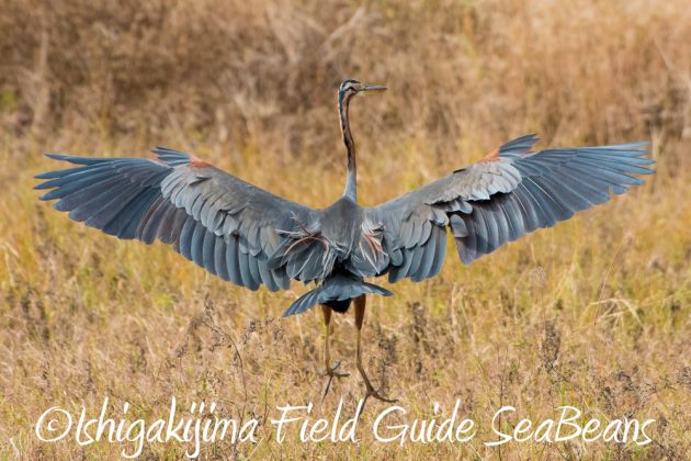 11%e6%9c%8811%e6%97%a5%e7%9f%b3%e5%9e%a3%e5%b3%b6%e3%82%ab%e3%83%b3%e3%83%a0%e3%83%aa%e3%83%af%e3%82%b7%e6%92%ae%e5%bd%b1%e3%80%81%e3%83%90%e3%83%bc%e3%83%89%e3%82%a6%e3%82%aa%e3%83%83%e3%83%81