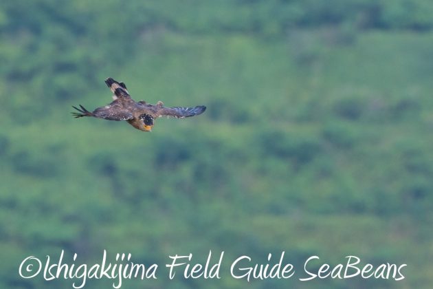 11%e6%9c%8811%e6%97%a5%e7%9f%b3%e5%9e%a3%e5%b3%b6%e3%82%ab%e3%83%b3%e3%83%a0%e3%83%aa%e3%83%af%e3%82%b7%e6%92%ae%e5%bd%b1%e3%80%81%e3%83%90%e3%83%bc%e3%83%89%e3%82%a6%e3%82%aa%e3%83%83%e3%83%81