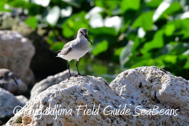 11%e6%9c%8816%e6%97%a5%e7%9f%b3%e5%9e%a3%e5%b3%b6%e3%83%90%e3%83%bc%e3%83%89%e3%82%a6%e3%82%aa%e3%83%83%e3%83%81%e3%83%b3%e3%82%b0%ef%bc%86%e9%87%8e%e9%b3%a5%e8%a6%b3%e5%af%9f%e3%82%ac%e3%82%a4