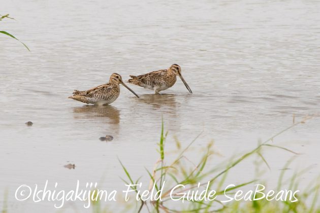 11%e6%9c%883%e6%97%a5%e9%b3%a5%e7%8d%a3%e4%bf%9d%e8%ad%b7%e5%8c%ba%e5%9f%9f%e7%ad%89%e5%b7%a1%e5%9b%9e%e8%aa%bf%e6%9f%bb6