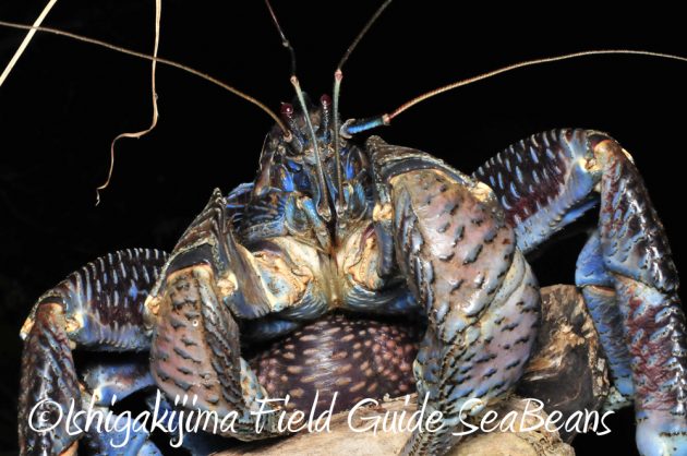 11%e6%9c%8818%e6%97%a5%e7%9f%b3%e5%9e%a3%e5%b3%b6%e3%83%8a%e3%82%a4%e3%83%88%e3%83%84%e3%82%a2%e3%83%bc4