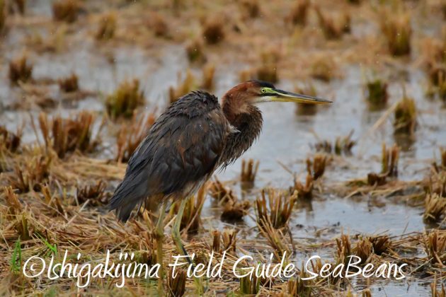 11%e6%9c%8820%e6%97%a5%e7%9f%b3%e5%9e%a3%e5%b3%b6%e3%83%90%e3%83%bc%e3%83%89%e3%82%a6%e3%82%aa%e3%83%83%e3%83%81%e3%83%b3%e3%82%b0%ef%bc%86%e9%87%8e%e9%b3%a5%e6%92%ae%e5%bd%b1%e3%82%ac%e3%82%a4