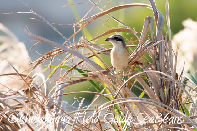 11%e6%9c%8812%e6%97%a5%e7%9f%b3%e5%9e%a3%e5%b3%b6%e3%83%90%e3%83%bc%e3%83%89%e3%82%a6%e3%82%aa%e3%83%83%e3%83%81%e3%83%b3%e3%82%b0%ef%bc%86%e9%87%8e%e9%b3%a5%e6%92%ae%e5%bd%b15