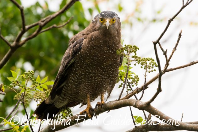 11%e6%9c%889%e6%97%a5%e7%9f%b3%e5%9e%a3%e5%b3%b6%e3%83%90%e3%83%bc%e3%83%89%e3%82%a6%e3%82%aa%e3%83%83%e3%83%81%e3%83%b3%e3%82%b0%ef%bc%86%e9%87%8e%e9%b3%a5%e6%92%ae%e5%bd%b17