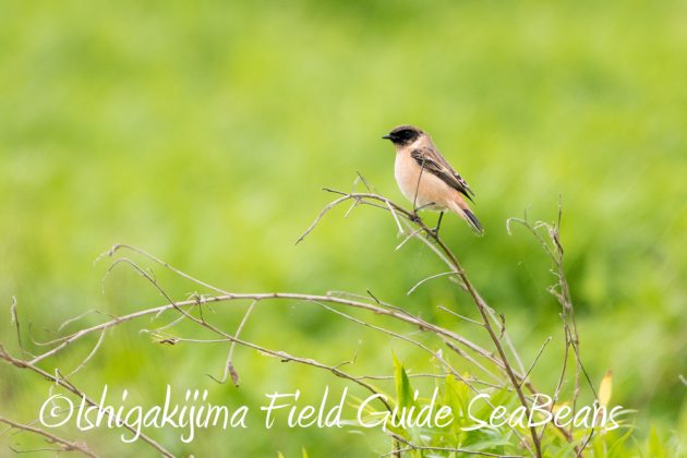 11%e6%9c%883%e6%97%a5%e9%b3%a5%e7%8d%a3%e4%bf%9d%e8%ad%b7%e5%8c%ba%e5%9f%9f%e7%ad%89%e5%b7%a1%e5%9b%9e%e8%aa%bf%e6%9f%bb4