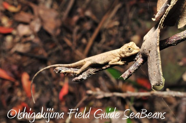 11%e6%9c%8814%e6%97%a5%e7%9f%b3%e5%9e%a3%e5%b3%b6%e3%83%8a%e3%82%a4%e3%83%88%e3%83%84%e3%82%a2%e3%83%bc4