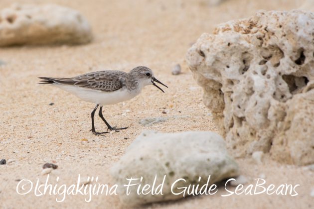 11%e6%9c%882%e6%97%a5%e7%9f%b3%e5%9e%a3%e5%b3%b6%e3%83%90%e3%83%bc%e3%83%89%e3%82%a6%e3%82%aa%e3%83%83%e3%83%81%e3%83%b3%e3%82%b0%ef%bc%86%e9%87%8e%e9%b3%a5%e6%92%ae%e5%bd%b1%e3%82%ac%e3%82%a4