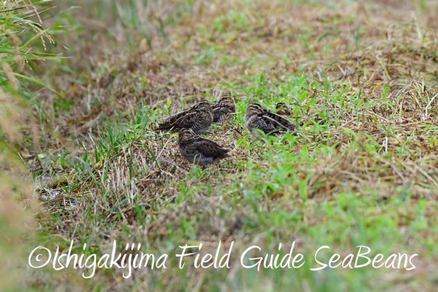 11%e6%9c%8822%e6%97%a5%e7%9f%b3%e5%9e%a3%e5%b3%b6%e3%83%90%e3%83%bc%e3%83%89%e3%82%a6%e3%82%aa%e3%83%83%e3%83%81%e3%83%b3%e3%82%b0%ef%bc%86%e9%87%8e%e9%b3%a5%e6%92%ae%e5%bd%b118