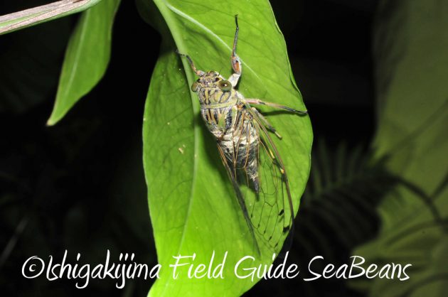 11%e6%9c%881%e6%97%a5%e7%9f%b3%e5%9e%a3%e5%b3%b6%e3%83%8a%e3%82%a4%e3%83%88%e3%83%84%e3%82%a2%e3%83%bc12