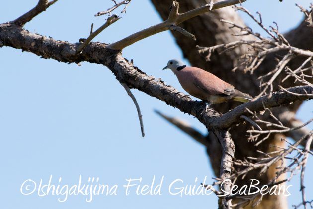 11%e6%9c%8816%e6%97%a5%e7%9f%b3%e5%9e%a3%e5%b3%b6%e3%83%90%e3%83%bc%e3%83%89%e3%82%a6%e3%82%aa%e3%83%83%e3%83%81%e3%83%b3%e3%82%b0%ef%bc%86%e9%87%8e%e9%b3%a5%e8%a6%b3%e5%af%9f%e3%82%ac%e3%82%a4