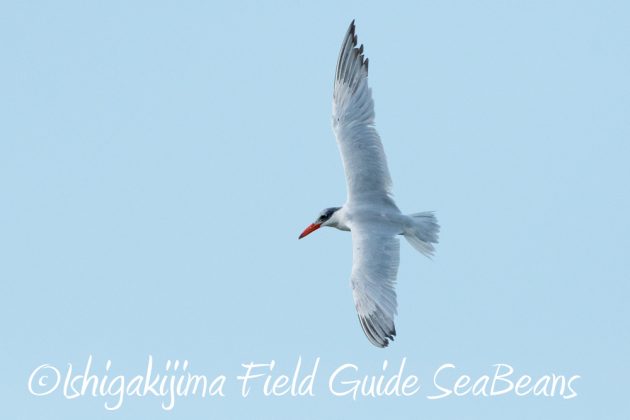 11%e6%9c%886%e6%97%a5%e7%9f%b3%e5%9e%a3%e5%b3%b6%e3%83%90%e3%83%bc%e3%83%89%e3%82%a6%e3%82%aa%e3%83%83%e3%83%81%e3%83%b3%e3%82%b0%ef%bc%86%e9%87%8e%e9%b3%a5%e6%92%ae%e5%bd%b1%e3%82%ac%e3%82%a4