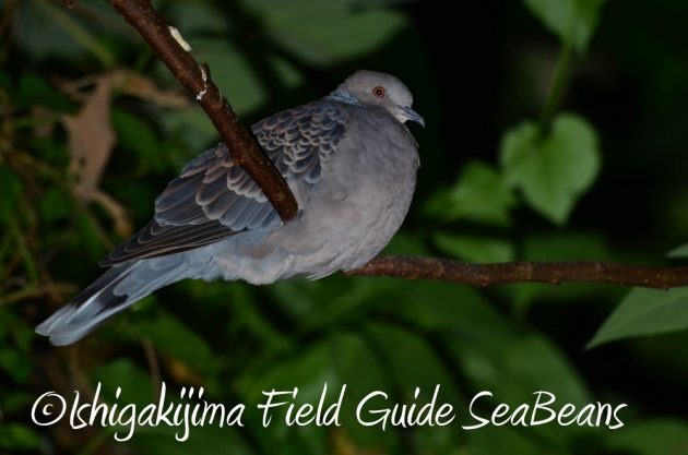 11%e6%9c%882%e6%97%a5%e7%9f%b3%e5%9e%a3%e5%b3%b6%e3%83%8a%e3%82%a4%e3%83%88%e3%83%84%e3%82%a2%e3%83%bc13