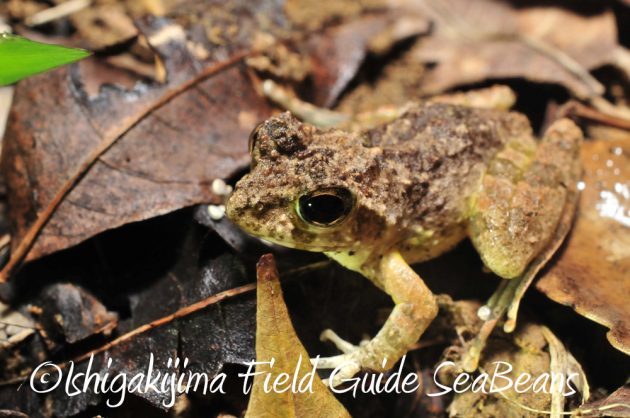 11%e6%9c%888%e6%97%a5%e7%9f%b3%e5%9e%a3%e5%b3%b6%e3%83%8a%e3%82%a4%e3%83%88%e3%83%84%e3%82%a2%e3%83%bc3