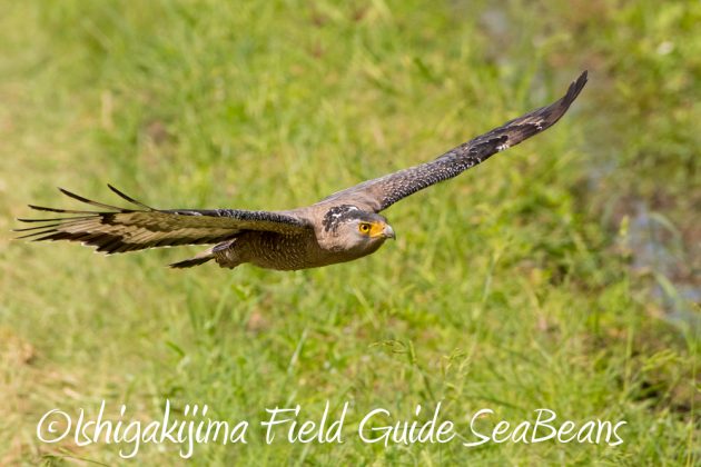 11%e6%9c%8817%e6%97%a5%e7%9f%b3%e5%9e%a3%e5%b3%b6%e3%83%90%e3%83%bc%e3%83%89%e3%82%a6%e3%82%aa%e3%83%83%e3%83%81%e3%83%b3%e3%82%b0%ef%bc%86%e9%87%8e%e9%b3%a5%e8%a6%b3%e5%af%9f%e3%83%84%e3%82%a2