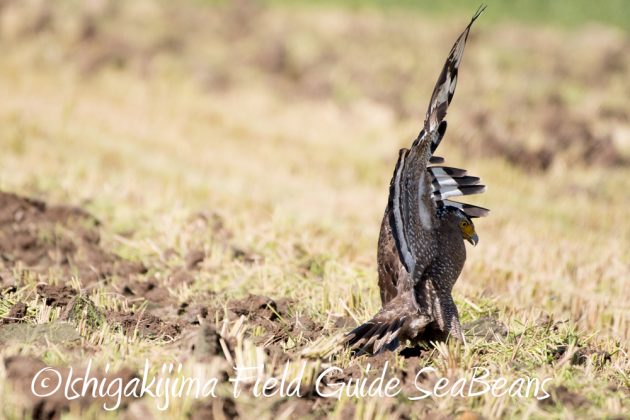 11%e6%9c%8814%e6%97%a5%e7%9f%b3%e5%9e%a3%e5%b3%b6%e3%83%90%e3%83%bc%e3%83%89%e3%82%a6%e3%82%aa%e3%83%83%e3%83%81%e3%83%b3%e3%82%b0%ef%bc%86%e9%87%8e%e9%b3%a5%e6%92%ae%e5%bd%b1%e3%82%ac%e3%82%a4