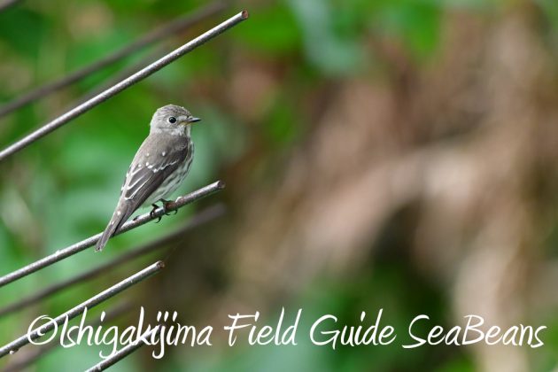 11%e6%9c%882%e6%97%a5%e7%9f%b3%e5%9e%a3%e5%b3%b6%e3%83%90%e3%83%bc%e3%83%89%e3%82%a6%e3%82%aa%e3%83%83%e3%83%81%e3%83%b3%e3%82%b0%ef%bc%86%e9%87%8e%e9%b3%a5%e6%92%ae%e5%bd%b1%e3%82%ac%e3%82%a4