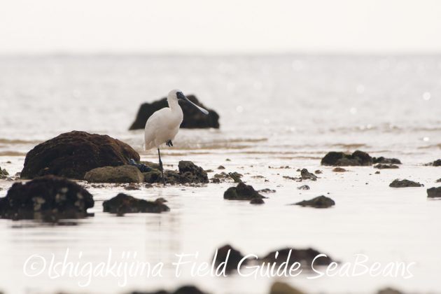 11%e6%9c%8821%e6%97%a5%e7%9f%b3%e5%9e%a3%e5%b3%b6%e3%83%90%e3%83%bc%e3%83%89%e3%82%a6%e3%82%aa%e3%83%83%e3%83%81%e3%83%b3%e3%82%b0%ef%bc%86%e9%87%8e%e9%b3%a5%e6%92%ae%e5%bd%b1%e3%82%ac%e3%82%a4