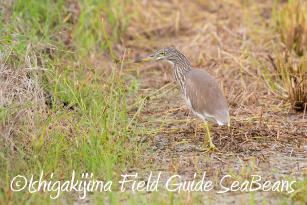 11%e6%9c%8821%e6%97%a5%e7%9f%b3%e5%9e%a3%e5%b3%b6%e3%83%90%e3%83%bc%e3%83%89%e3%82%a6%e3%82%aa%e3%83%83%e3%83%81%e3%83%b3%e3%82%b0%ef%bc%86%e9%87%8e%e9%b3%a5%e6%92%ae%e5%bd%b1%e3%82%ac%e3%82%a4