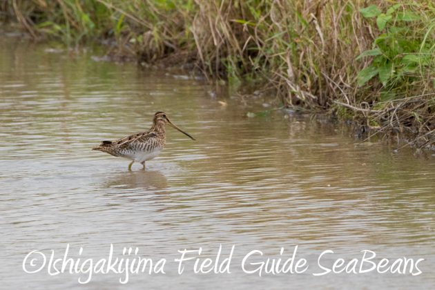 11%e6%9c%8826%e6%97%a5%e7%9f%b3%e5%9e%a3%e5%b3%b6%e3%83%90%e3%83%bc%e3%83%89%e3%82%a6%e3%82%aa%e3%83%83%e3%83%81%e3%83%b3%e3%82%b0%ef%bc%86%e9%87%8e%e9%b3%a5%e6%92%ae%e5%bd%b1%e3%82%ac%e3%82%a4