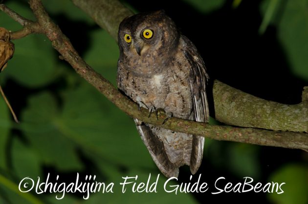 11%e6%9c%8814%e6%97%a5%e7%9f%b3%e5%9e%a3%e5%b3%b6%e3%83%8a%e3%82%a4%e3%83%88%e3%83%84%e3%82%a2%e3%83%bc2